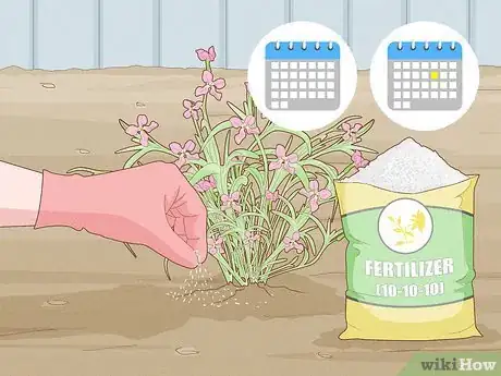 Image titled Grow Night Scented Stock Step 20