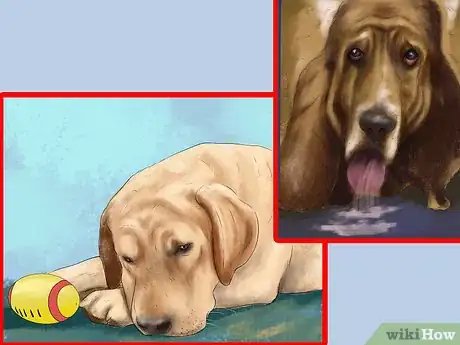 Image titled Know if Your Dog Needs a Diet Change Step 2