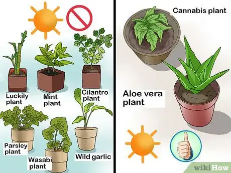 Image titled Fix Common Indoor Herb Garden Problems Step 7