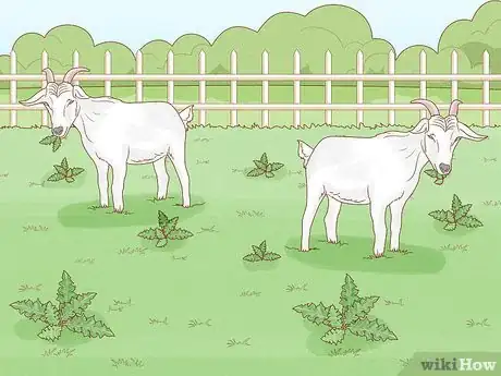 Image titled Get Rid of Canadian Thistles Step 4