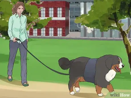 Image titled Care for Bernese Mountain Dogs Step 11
