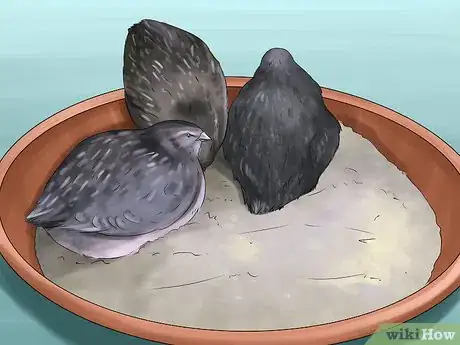 Image titled Keep Button Quail Groomed Step 4