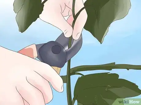 Image titled Prune Grape Vines Step 15