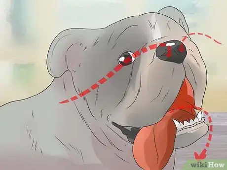 Image titled Tell if a Dog Is in Pain Step 4