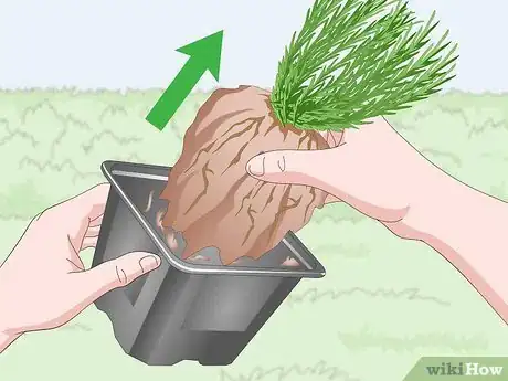 Image titled Plant Lavender in Pots Step 5