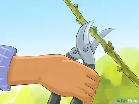 Image titled Prune a Redbud Tree Step 4