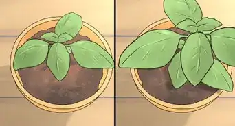 Transplant Herb Seedlings