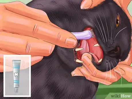Image titled Diagnose and Treat Periodontitis in Cats Step 7