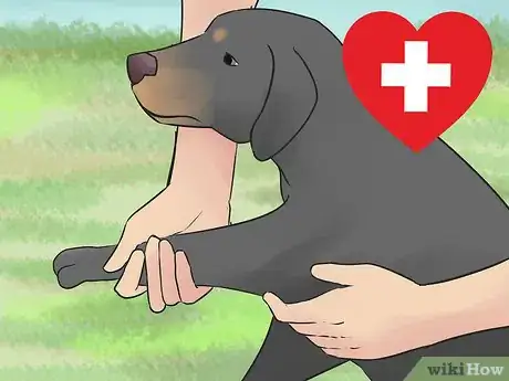 Image titled Choose Exercise That Strengthens Senior Dogs Step 2