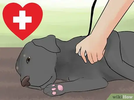 Image titled Choose Exercise That Strengthens Senior Dogs Step 7