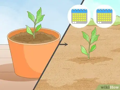 Image titled Plant Roots Step 14