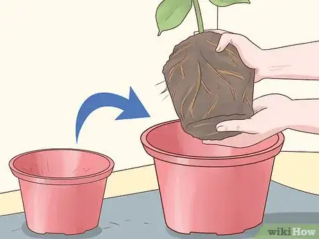 Image titled Grow a Rubber Tree Step 21