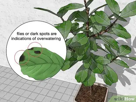 Image titled Water a Fiddle Leaf Fig Tree Step 4