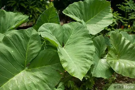 Image titled Grow Elephant Ear Plants Step 11