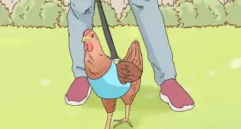 Make a Chicken Harness
