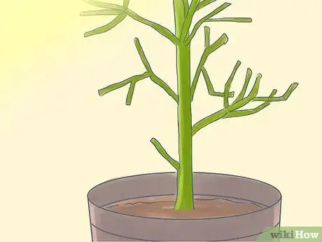 Image titled Grow a Pencil Tree (Euphorbia Tirucalli) Step 5