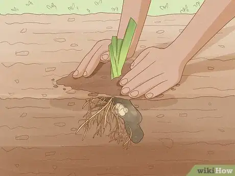 Image titled Grow Bearded Irises Step 5