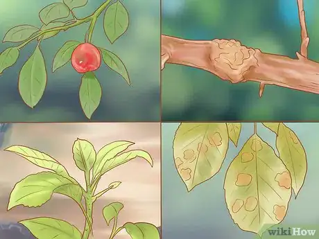 Image titled Prune Old Apple Trees Step 12