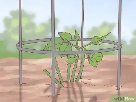 Image titled Plant a Climbing Rose Step 16