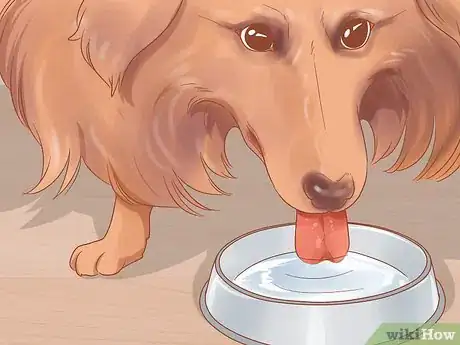 Image titled Know When Your Dog is Sick Step 6
