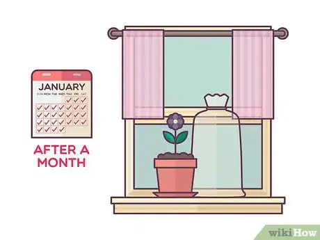 Image titled Repot African Violets Step 24