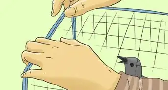 Protect Your Cherry Trees from Birds