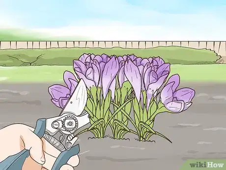 Image titled Grow Crocus Step 14