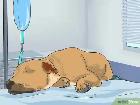 Image titled Prevent Canine Infectious Hepatitis Step 9