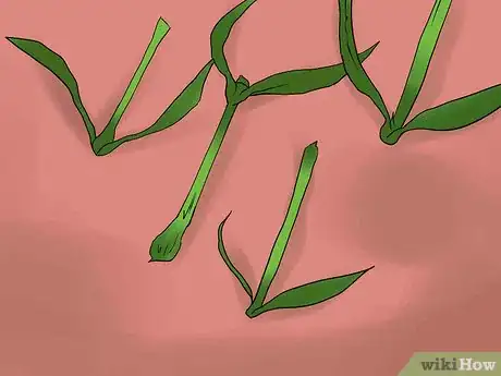 Image titled Help Carnations Make a Comeback Step 7Bullet2