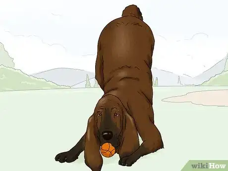 Image titled Identify a Bloodhound Step 12