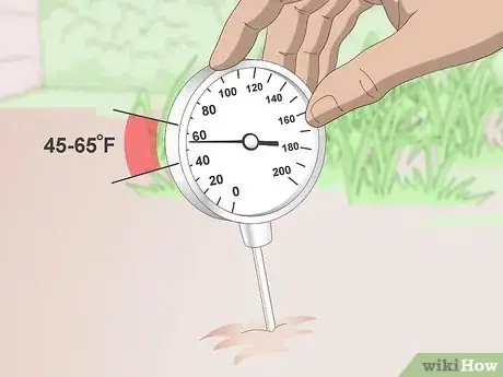 Image titled Grow Pansies Step 3