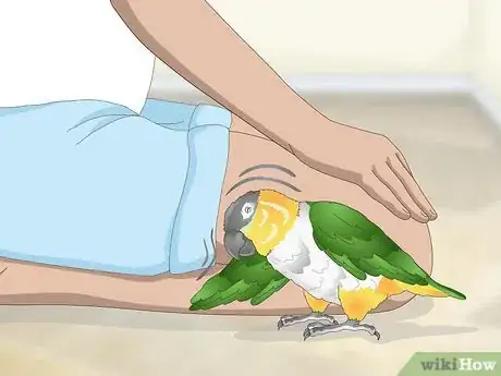 Image titled Handle Your Caique Parrot Step 5