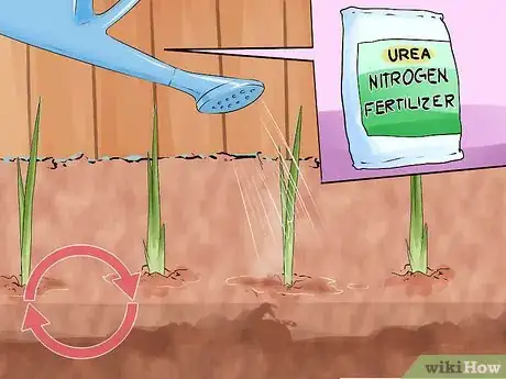 Image titled Grow Onions from Seed Step 12