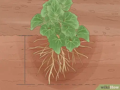 Image titled Grow Bottle Gourds Step 14