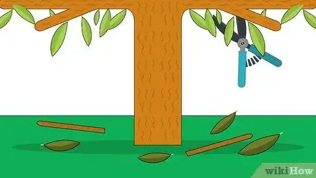 Image titled Grow Nutmeg Step 22