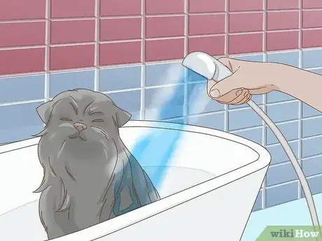 Image titled Groom an Affenpinscher Step 17
