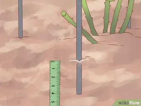 Image titled Plant a Climbing Rose Step 17