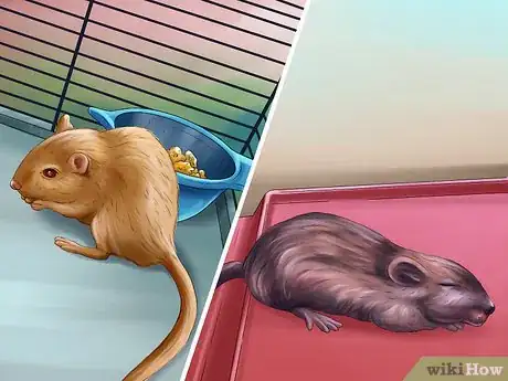 Image titled Treat Gerbils Prone to Seizure Step 1