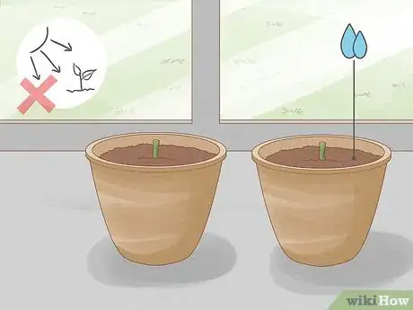 Image titled Breed Purple Roses Step 5