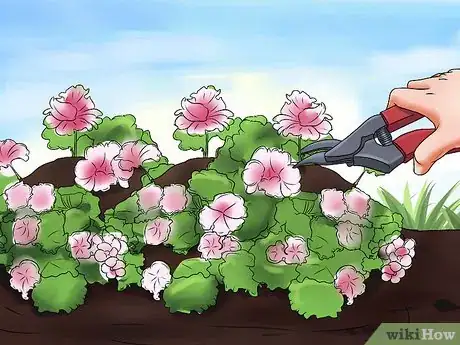 Image titled Grow Geraniums Step 10