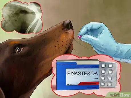 Image titled Treat Prostate Disease in Intact Male Dogs Step 3