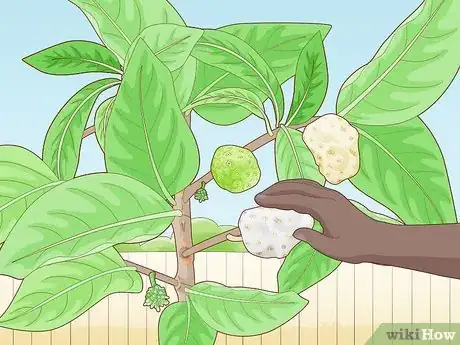 Image titled Grow a Noni Tree Step 22
