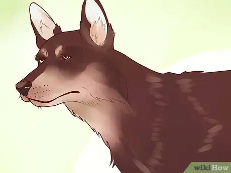 Image titled Adopt a Herding Dog Step 5
