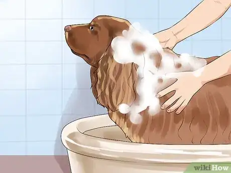 Image titled Groom a Sussex Spaniel Step 7