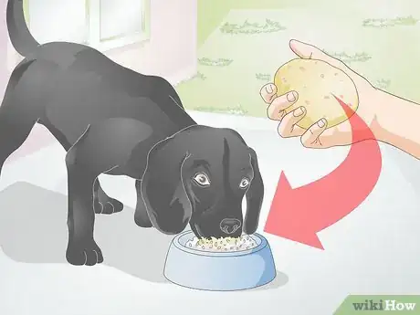 Image titled Treat Canine Allergies Step 5