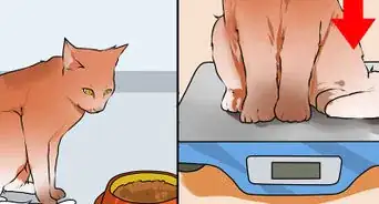 Keep an Old Cat Young at Heart