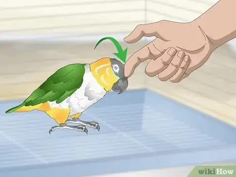 Image titled Handle Your Caique Parrot Step 3