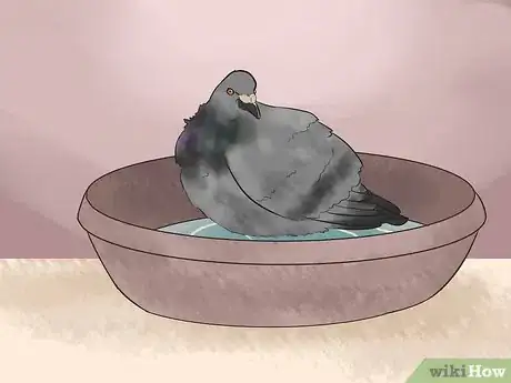 Image titled Tame Pigeons to Be out of Cage Permanently Step 20