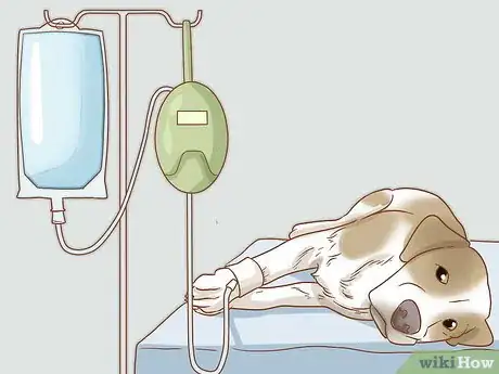 Image titled Treat Frostbite in Dogs Step 8