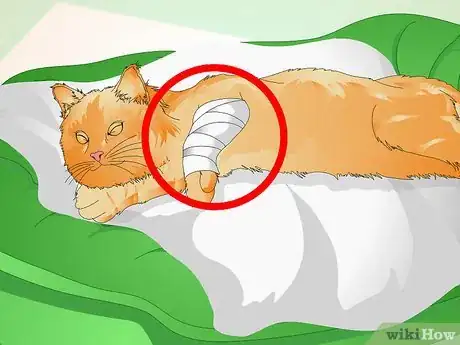 Image titled Comfort a Dying Cat Step 8